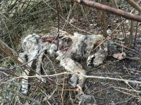 Na Broumovsku byl nalezen mrtvý vlk se zbytky střely v těle