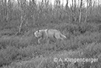 img_0296_bearbeitet_klein_copyright.jpg