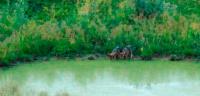 První potomci Slavce a Giulietty. Zdroj: Parco Naturale Regionale della Lessinia