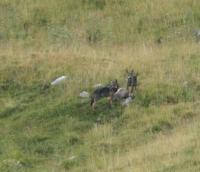 První potomci Slavce a Giulietty. Zdroj: Parco Naturale Regionale della Lessinia