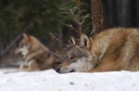 Sociální a environmentální příčiny dvou případů vlčí agrese vůči  lidem v Polsku