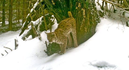značkující rys; foto: Vlado Trulík značkující rys; foto: Vlado Trulík