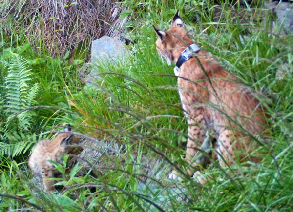 rysice Lenka s jedním ze dvou mláďat; foto: Hnutí DUHA Olomouc rysice Lenka s jedním ze dvou mláďat; foto: Hnutí DUHA Olomouc