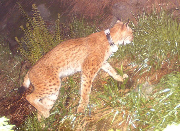 rysice Lenka; foto: Hnutí DUHA Olomouc rysice Lenka; foto: Hnutí DUHA Olomouc