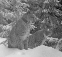 beskydští rysi při námluvách; foto: Hnutí DUHA Olomouc beskydští rysi při námluvách; foto: Hnutí DUHA Olomouc
