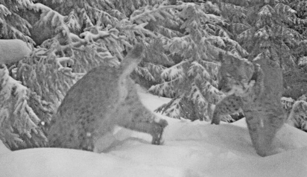 rysové Licous a Lenka zkoumají díru; foto: Hnutí DUHA Olomouc rysové Licous a Lenka zkoumají díru; foto: Hnutí DUHA Olomouc