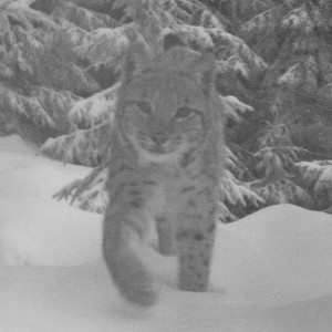 rys Licous je zvědavý na fotopast; foto: Hnutí DUHA Olomouc rys Licous je zvědavý na fotopast; foto: Hnutí DUHA Olomouc