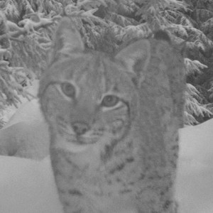 rys Licous se zvědavě dívá do fotopasti; foto: Hnutí DUHA Olomouc rys Licous se zvědavě dívá do fotopasti; foto: Hnutí DUHA Olomouc