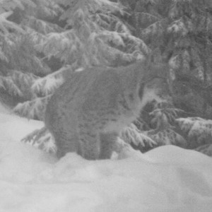 rys Licous zachycený fotopastí; foto: Hnutí DUHA Olomouc rys Licous zachycený fotopastí; foto: Hnutí DUHA Olomouc