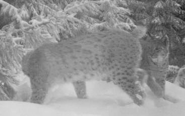 rysové Licous a Lenka při námluvách; foto: Hnutí DUHA Olomouc rysové Licous a Lenka při námluvách; foto: Hnutí DUHA Olomouc