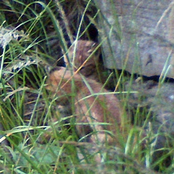dvě rysí koťata, asi 5-7 týdnů stará; foto: Hnutí DUHA Olomouc dvě rysí koťata, asi 5-7 týdnů stará; foto: Hnutí DUHA Olomouc