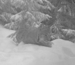 odpočívající rys Licous; foto: Hnutí DUHA Olomouc odpočívající rys Licous; foto: Hnutí DUHA Olomouc