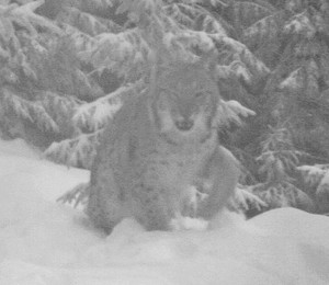 zívající rys; foto: Hnutí DUHA Olomouc zívající rys; foto: Hnutí DUHA Olomouc