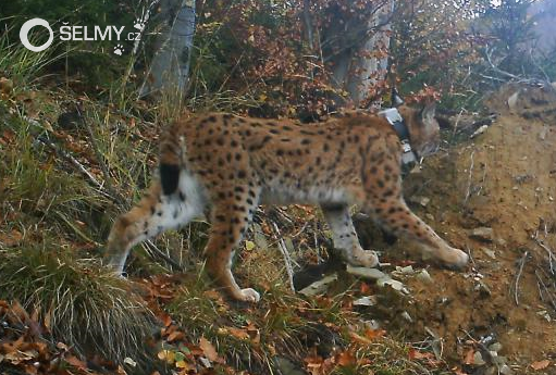 A female lynx