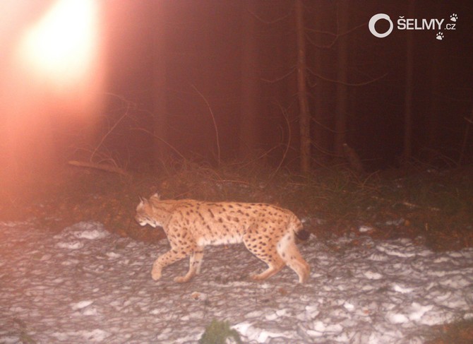 A lynx
