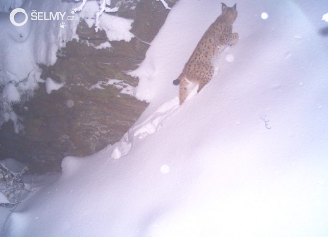 A lynx