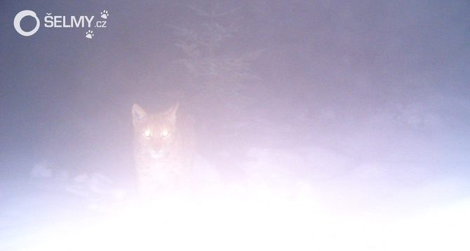 A foggy image of lynx