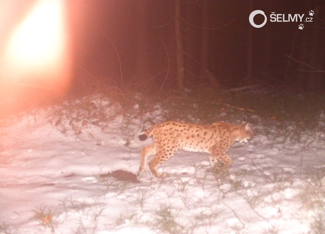 First photograph of a mysterious lynx