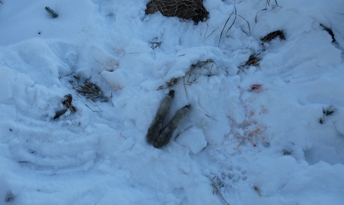 A dead hare hidden in snow