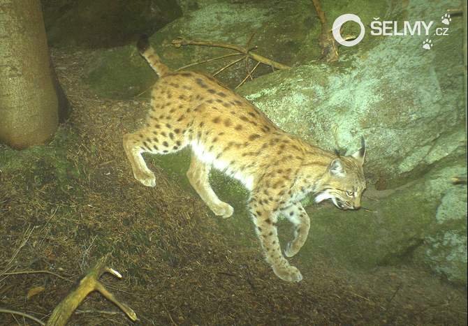 Lynx Otmar