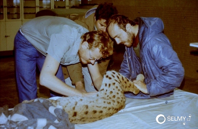 Lynx being tattooed with identification marks