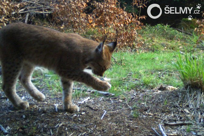 Desetiměsíční Laura Desetiměsíční Laura