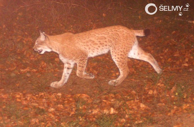 A male lynx