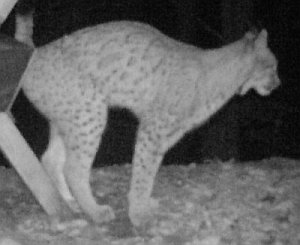 Rys zachycený 9.11.2012 jižně od Dunaje. Zdroj: luchs.boehmerwaldnatur.at Rys zachycený 9.11.2012 jižně od Dunaje. Zdroj: luchs.boehmerwaldnatur.at