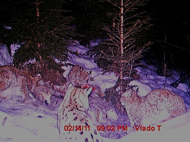 Rysí rodinu při krmení fotopast zdá se nerušila. Rysí rodinu při krmení fotopast zdá se nerušila.