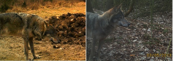 Fotografie dánských vlků na fotopastech. Zdroj: http://de.scribd.com/doc/151362628/Fakta-om-ulv-i-Danmark-af-Mogens-Trolle-Thomas-Secher-Jensen-juli-2013 Fotografie dánských vlků na fotopastech. Zdroj: http://de.scribd.com/doc/151362628/Fakta-om-ulv-i-Danmark-af-Mogens-Trolle-Thomas-Secher-Jensen-juli-2013