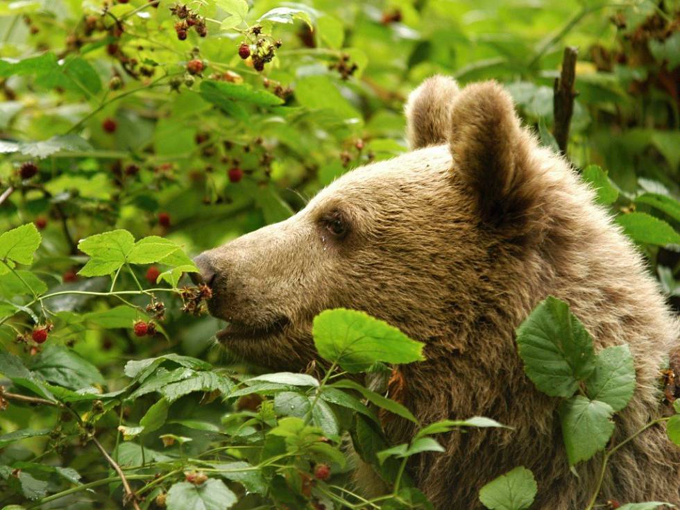 Foto: Karel Brož Foto: Karel Brož