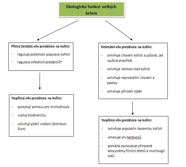 Vliv velkých šelem na populaci kořisti