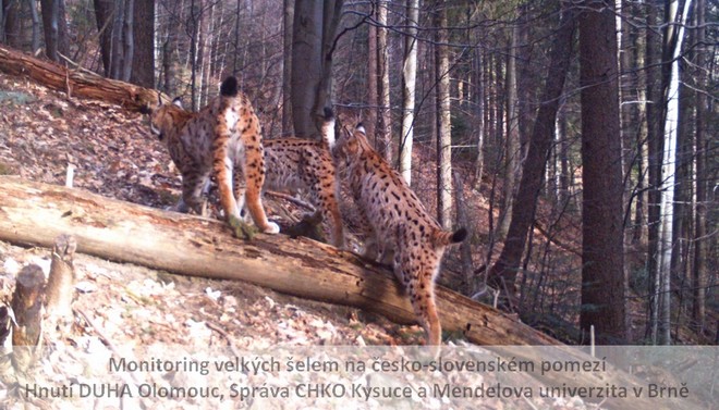 rysica Danka s mladými; foto: Hnutí DUHA Olomouc, Správa CHKO Kysuce a Mendelova univerzita v Brně rysica Danka s mladými; foto: Hnutí DUHA Olomouc, Správa CHKO Kysuce a Mendelova univerzita v Brně