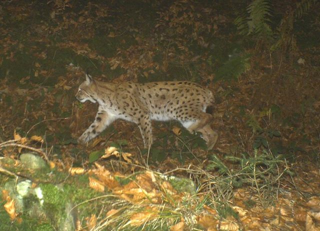 Fotografie rysa L-29, pořízená nedaleko Furth im Wald v Bavorsku. Foto: Trans-Lynx Projekt Fotografie rysa L-29, pořízená nedaleko Furth im Wald v Bavorsku. Foto: Trans-Lynx Projekt