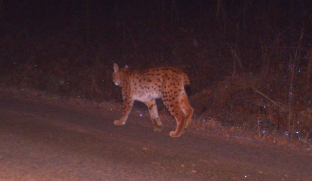 V Českém lese byl rys L-29 zachycen při procházce po lesní cestě. I když je zatím k dispozici jen jedna fotografie tohoto zvířete, byl díky unikátní skvrnitosti identifikován. Foto: Trans-Lynx Projekt V Českém lese byl rys L-29 zachycen při procházce po lesní cestě. I když je zatím k dispozici jen jedna fotografie tohoto zvířete, byl díky unikátní skvrnitosti identifikován. Foto: Trans-Lynx Projekt