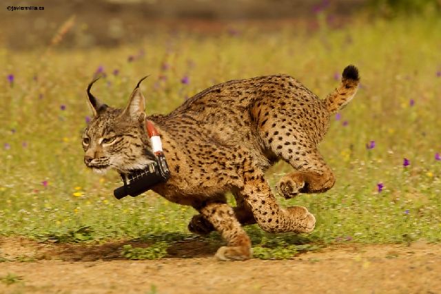 Zdroj: http://www.projectolynx.com/ Zdroj: http://www.projectolynx.com/