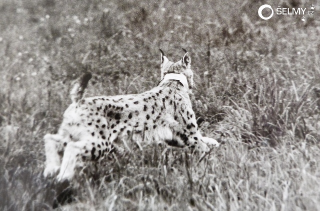 Female lynx being released into wild in 1989