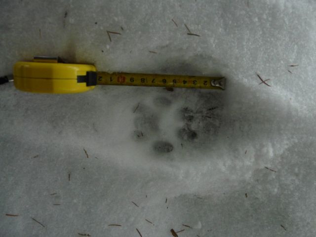 Rysí stopa. Foto Leona Machalová Rysí stopa. Foto Leona Machalová