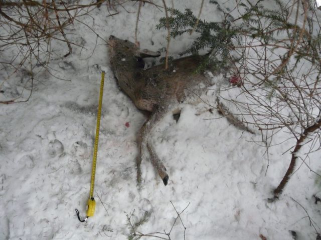 Rysí kořist - stržená mladá srna. Foto: Leona Machalová Rysí kořist - stržená mladá srna. Foto: Leona Machalová