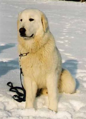 Pyrenejský horský pes Pyrenejský horský pes