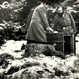 Young male lynx being released near Horská Kvilda in November 1985