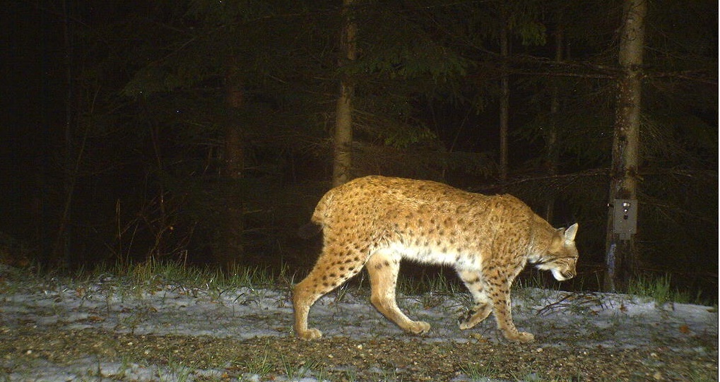 A male lynx Jago captured by the camera trap in August 2014