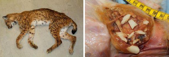 Vychrtlý rys z Kamenice nad Cirochou Vychrtlý rys z Kamenice nad Cirochou