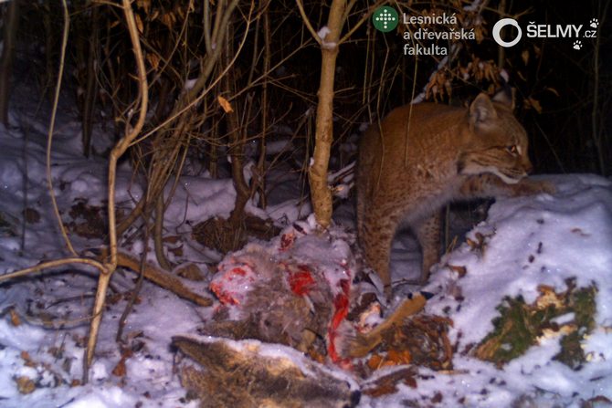 Lynx with the kill