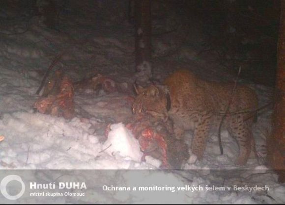 Rysice Lenka. Zdroj: Fotopast Hnutí DUHA Rysice Lenka. Zdroj: Fotopast Hnutí DUHA