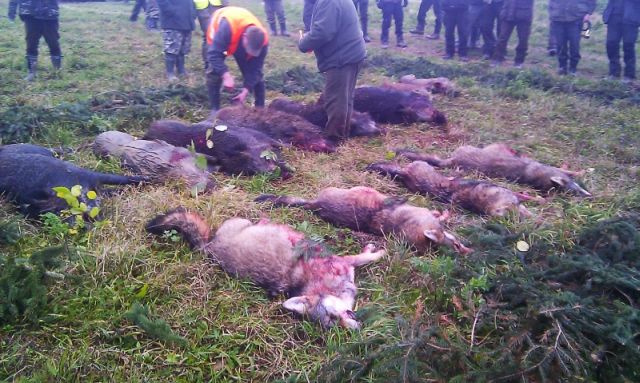 Obr. 2: Čtyři vlci zabití v listopadu 2012 u Stropkova. Zdroj: lovuzdar.sk.