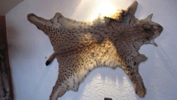 Melovski et al.: Status and distribution of the Balkan lynx Melovski et al.: Status and distribution of the Balkan lynx