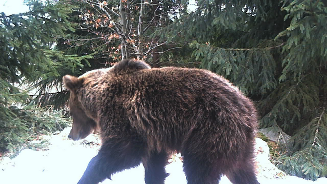 Photo: Camera trap of Vlado Trulík