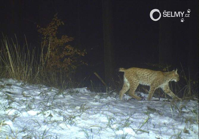 Rufus the lynx in November 2017