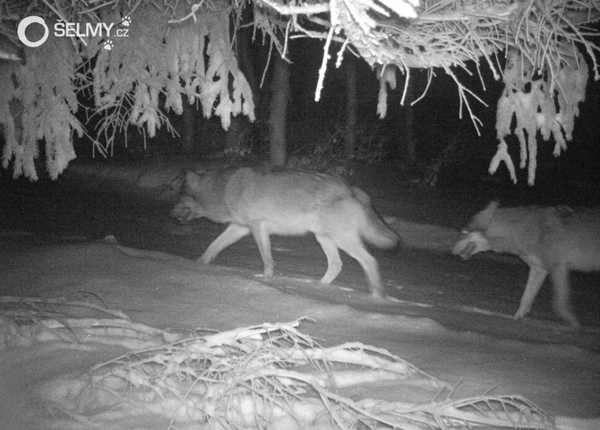 Wolves in Javorníky